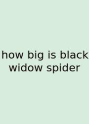 How Big Is Black Widow Spider