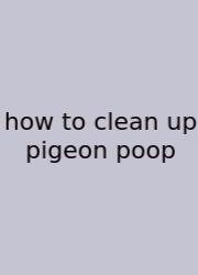 How To Clean Up Pigeon Poop